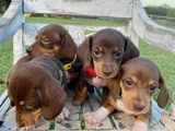 Dachshund Tutkunları Için Nadir Güzellikte Yavrular