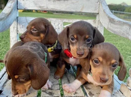 Dachshund Tutkunları Için Nadir Güzellikte Yavrular görsel