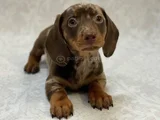 En Özel Chocolate Merle Özel Dacshund Yavrumuz