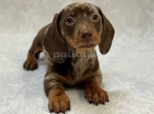 En Özel Chocolate Merle Özel Dacshund Yavrumuz görsel