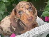 En Özel Chocolate Merle Özel Dacshund Yavrumuz