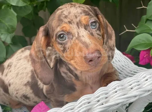 En Özel Chocolate Merle Özel Dacshund Yavrumuz görsel
