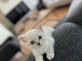 Mavi̇ Gözlüleri̇mi̇z Yeni̇ Sahi̇pleri̇ni̇ Ariyor