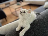 MAVİ GÖZLÜLERİMİZ YENİ SAHİPLERİNİ ARIYOR