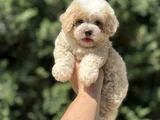 DİZAYN IRK ÖZEL MALTİPOO BEBEKLER ÇİFTLİĞİMİZDEN