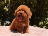 Safkan Toy poodle Yavruları