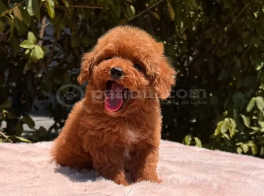 Safkan Toy Poodle Yavruları
