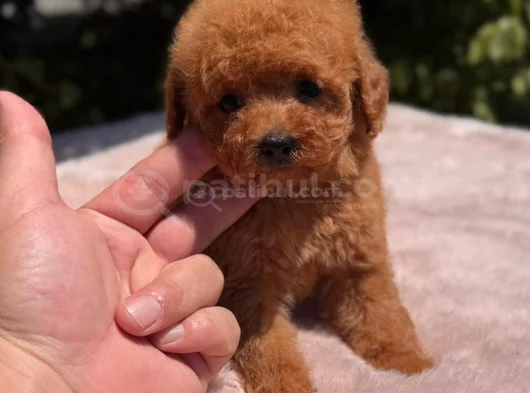 Safkan Toy Poodle Yavruları görsel