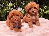 Safkan Toy Poodle Yavruları