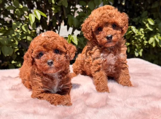 Safkan Toy Poodle Yavruları görsel