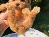 Safkan Toy Poodle Yavruları