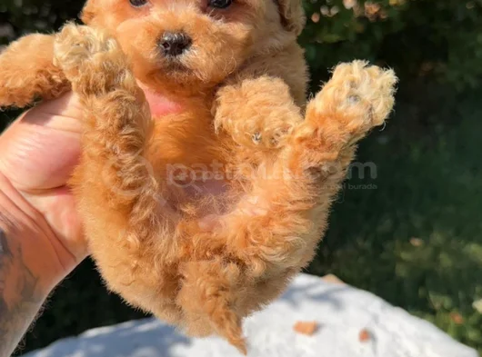 Safkan Toy Poodle Yavruları görsel