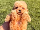 Safkan Toy Poodle Yavruları
