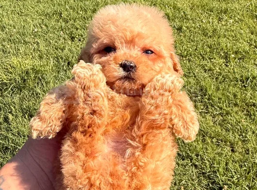 Safkan Toy Poodle Yavruları görsel