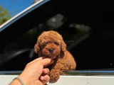 Orjınal Toy Poodle Irk Garantili