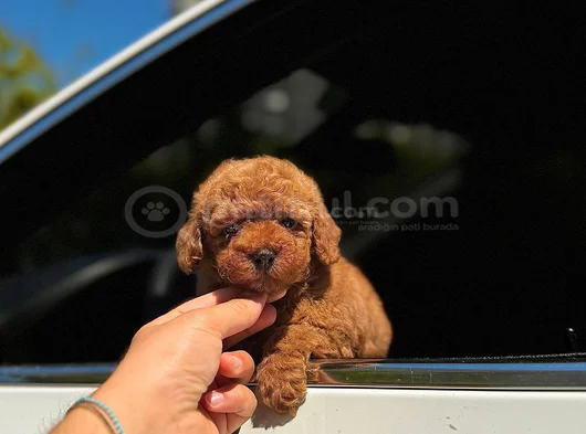 Orjınal Toy Poodle Irk Garantili görsel