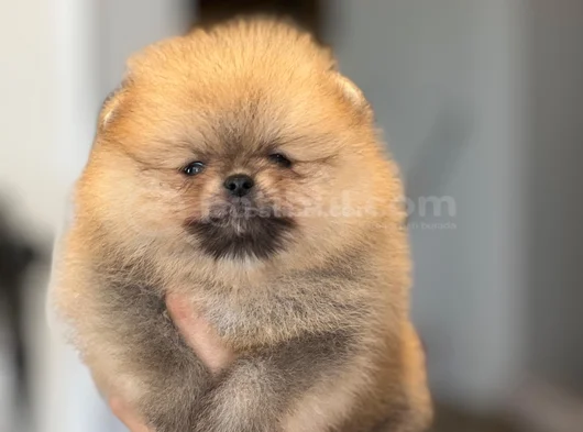 Orjınal Tedy Bear Gülem Yüz görsel
