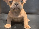 CREAM FAWN RENGİ HARİKA ANATOMİK YAPIDA FRENCH BULLDOG