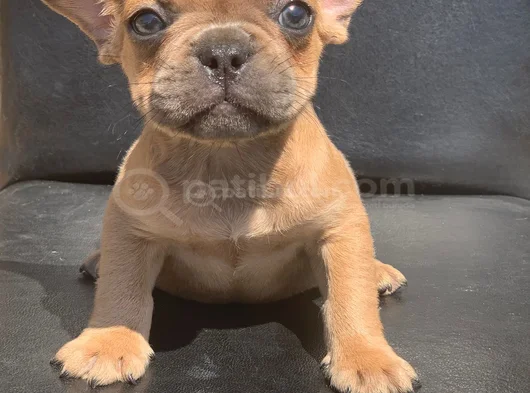 Cream Fawn Rengi̇ Hari̇ka Anatomi̇k Yapida French Bulldog