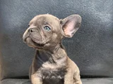 Egzoti̇k French Bulldog Irkinin Krali Blue Erkek