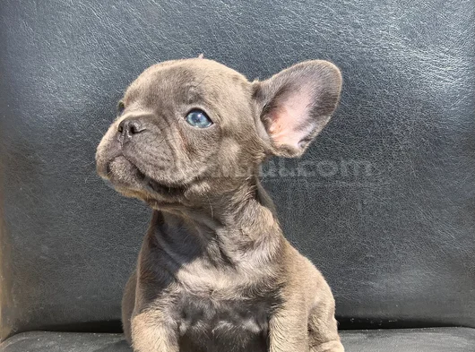 Egzoti̇k French Bulldog Irkinin Krali Blue Erkek görsel