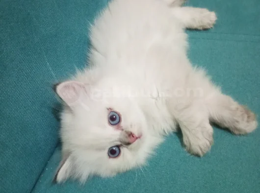 Minikler Yeni Yuvalarına Gitmeye Hazır görsel