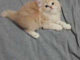 Minikler Yeni Yuvalarına Gitmeye Hazır