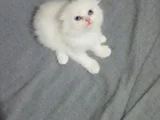 Minikler Yeni Yuvalarına Gitmeye Hazır