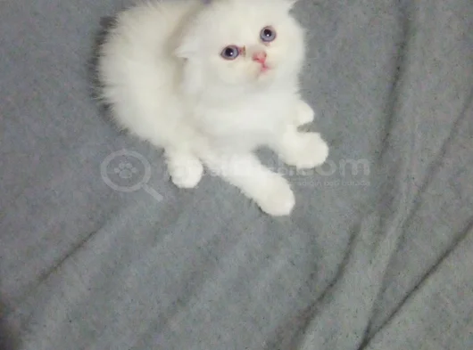 Minikler Yeni Yuvalarına Gitmeye Hazır görsel