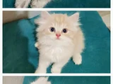Minikler yeni Yuvalarına Gitmeye Hazır