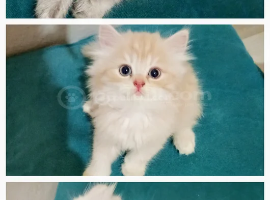 Minikler Yeni Yuvalarına Gitmeye Hazır