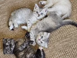 Safkan British Shorthair Ve Scotish Yavru Kedilar