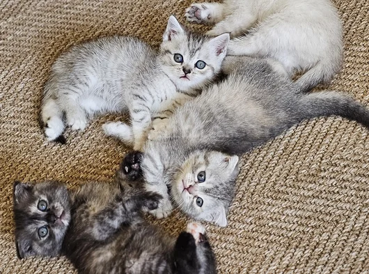 Safkan British Shorthair Ve Scotish Yavru Kedilar görsel