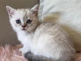 Safkan British Shorthair Ve Scotish Yavru Kedilar