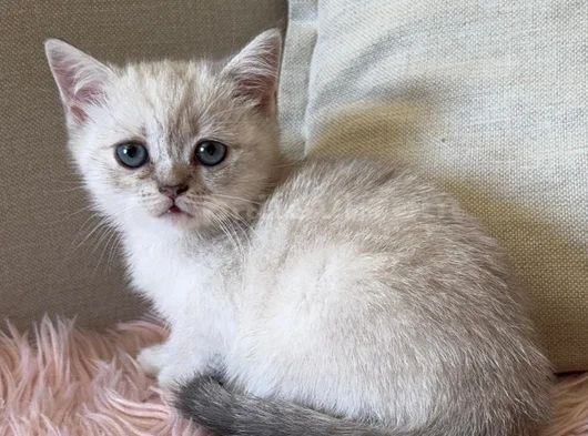 Safkan British Shorthair Ve Scotish Yavru Kedilar görsel