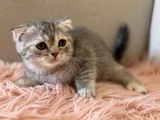 Safkan British Shorthair ve Scotish yavru kedilar