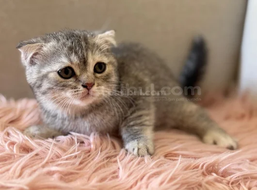 Safkan British Shorthair Ve Scotish Yavru Kedilar