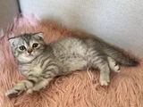 Safkan British Shorthair Ve Scotish Yavru Kedilar