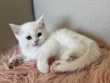 Safkan British Shorthair Ve Scotish Yavru Kedilar
