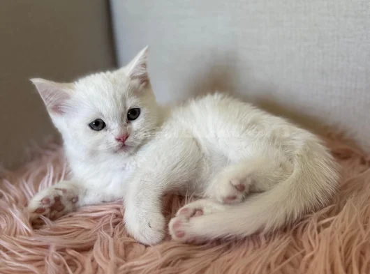 Safkan British Shorthair Ve Scotish Yavru Kedilar görsel