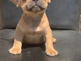 Cream Fawn Rengi̇ Hari̇ka Anatomi̇k Yapida French Bulldog