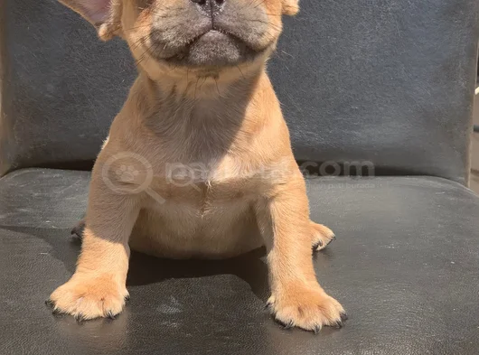 Cream Fawn Rengi̇ Hari̇ka Anatomi̇k Yapida French Bulldog görsel