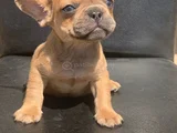 Cream Fawn Rengi̇ Hari̇ka Anatomi̇k Yapida French Bulldog