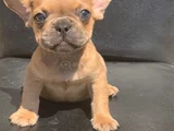 Cream Fawn Rengi̇ Hari̇ka Anatomi̇k Yapida French Bulldog