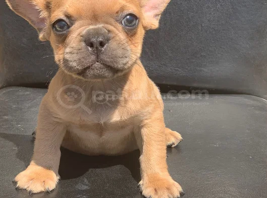 Cream Fawn Rengi̇ Hari̇ka Anatomi̇k Yapida French Bulldog görsel