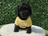 siyah inci en özel toy poodle yavrular