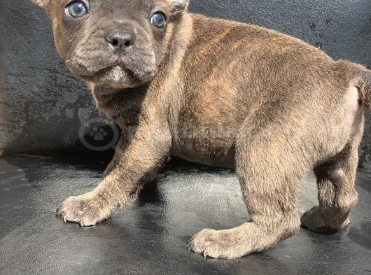 Ti̇ger Desen Blue Bri̇ndle Erkek French Bulldog