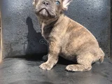 Ti̇ger Desen Blue Bri̇ndle Erkek French Bulldog