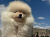 Erkek Pomerani̇an Boo Yavru