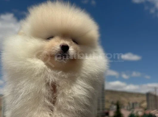 Erkek Pomerani̇an Boo Yavru görsel